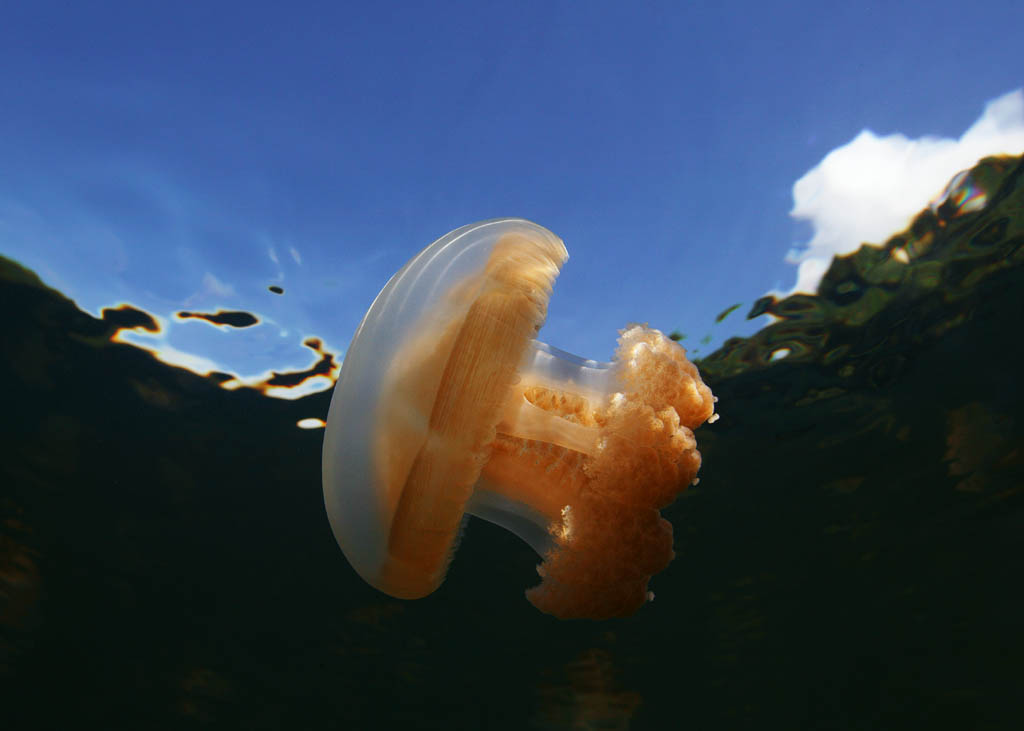 fotografia, materiale, libero il panorama, dipinga, fotografia di scorta,Medusa nuotando, medusa, , , 