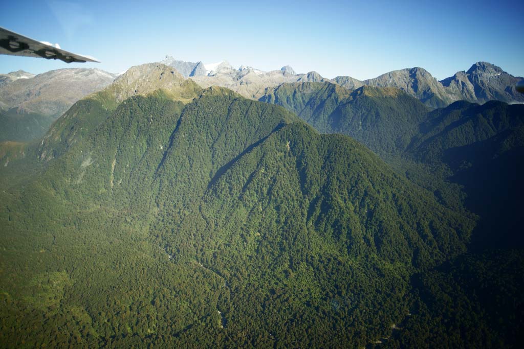 foto,tela,gratis,paisaje,fotografa,idea,Fiori de tierra de las montaas, , , , 