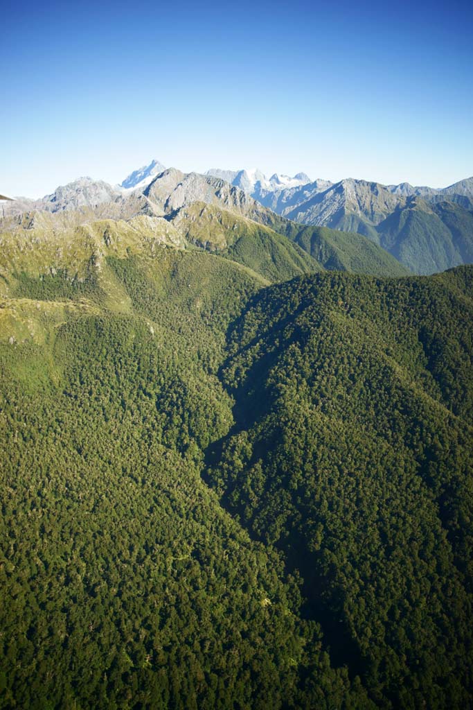 fotografia, materiale, libero il panorama, dipinga, fotografia di scorta,Fiori de terra di montagne, , , , 