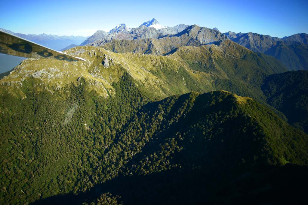 foto,tela,gratis,paisaje,fotografa,idea,Fiori de tierra de las montaas, , , , 