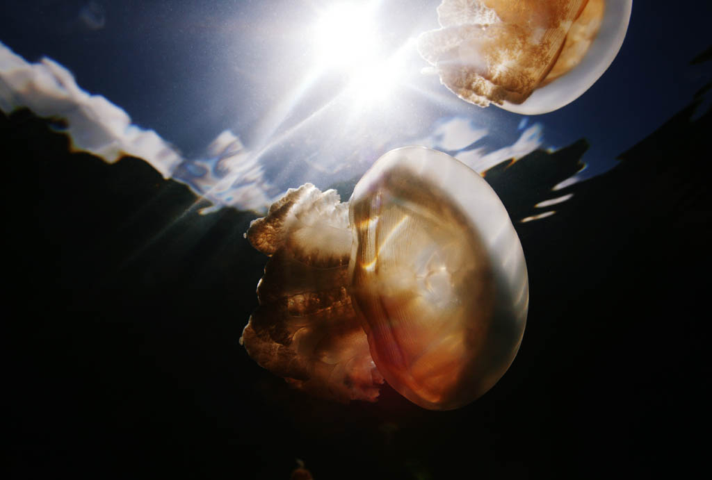 , , , , ,  .,jellyfish ., jellyfish, , , 