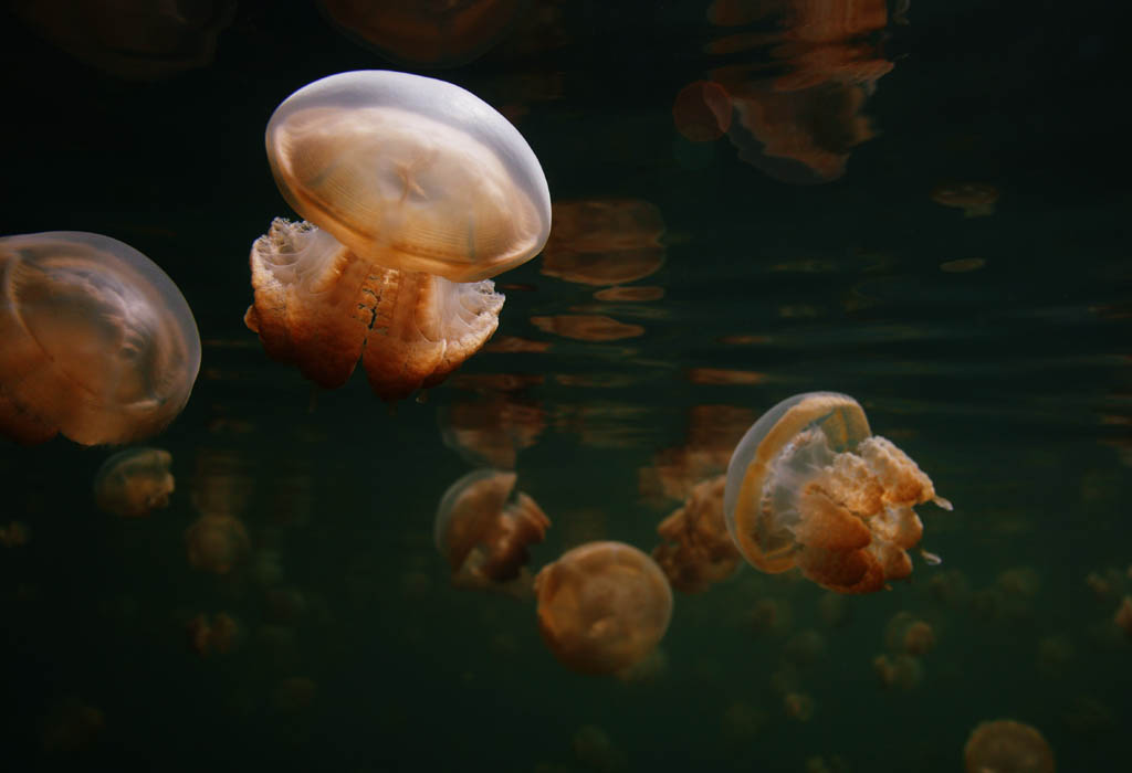 Foto, materieel, vrij, landschap, schilderstuk, bevoorraden foto,Een kudde van jellyfishes, Kwal, , , 