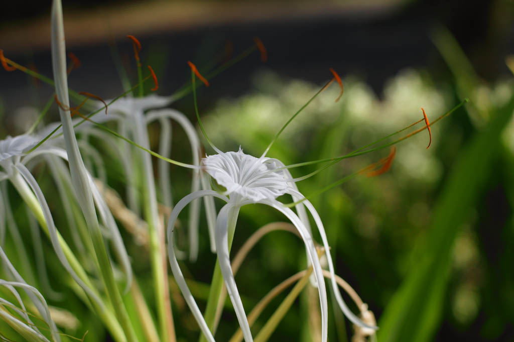 Foto, materiell, befreit, Landschaft, Bild, hat Foto auf Lager,Eine weie Blume, Wei, Blume, , Bltenblatt