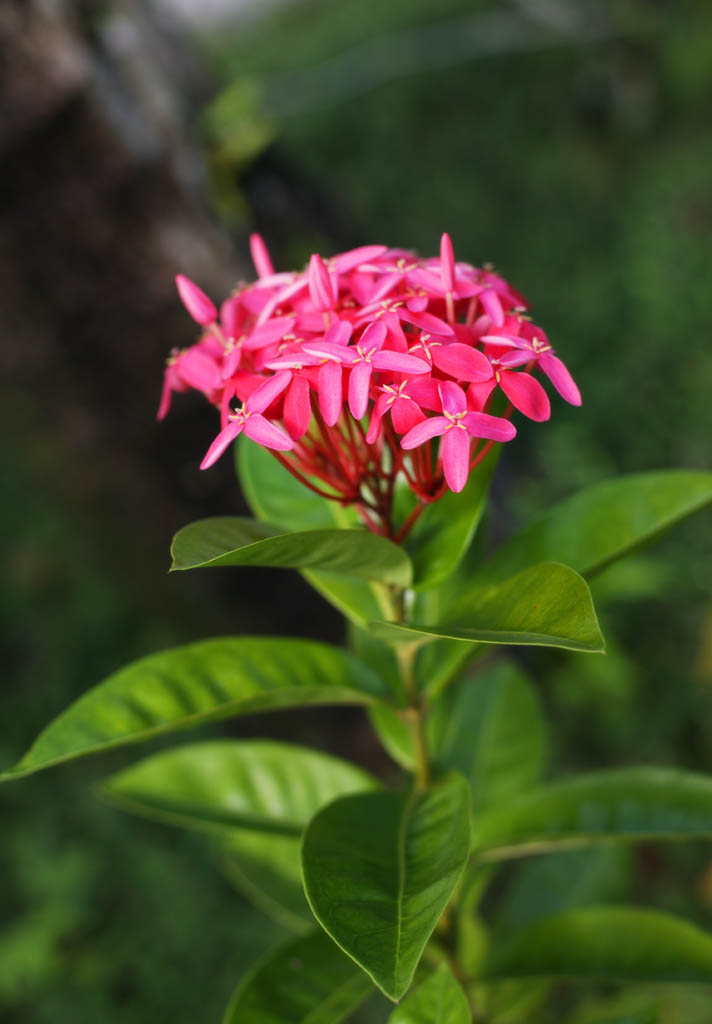 Foto, materiell, befreit, Landschaft, Bild, hat Foto auf Lager,Ein roter Blmchen, Ich bin tief rot, Blume, , Bltenblatt