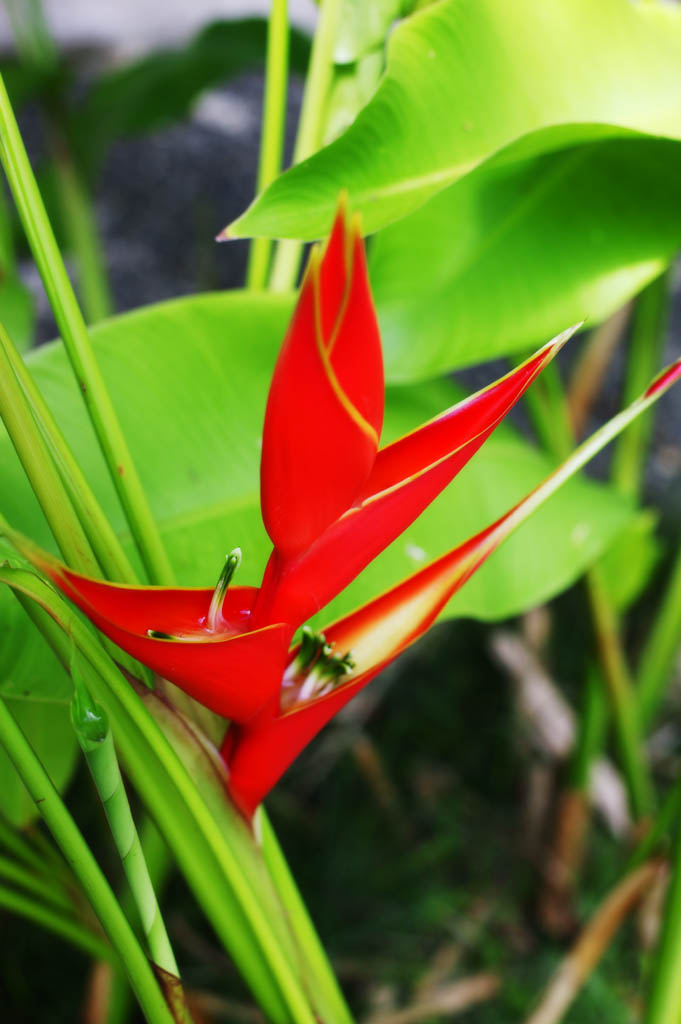 fotografia, materiale, libero il panorama, dipinga, fotografia di scorta,Un fiore rosso e tropicale, Rosso, fiore, La zona tropicale, paese meridionale