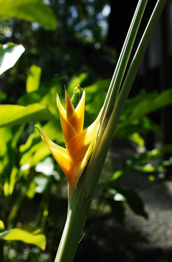 fotografia, materiale, libero il panorama, dipinga, fotografia di scorta,Un fiore giallo e tropicale, Giallo, fiore, La zona tropicale, paese meridionale