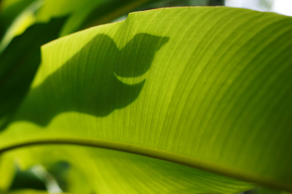 Foto, materieel, vrij, landschap, schilderstuk, bevoorraden foto,Scherm van een tropische ruime vel, Banaan, Vel, Silhouette, De tropische zone