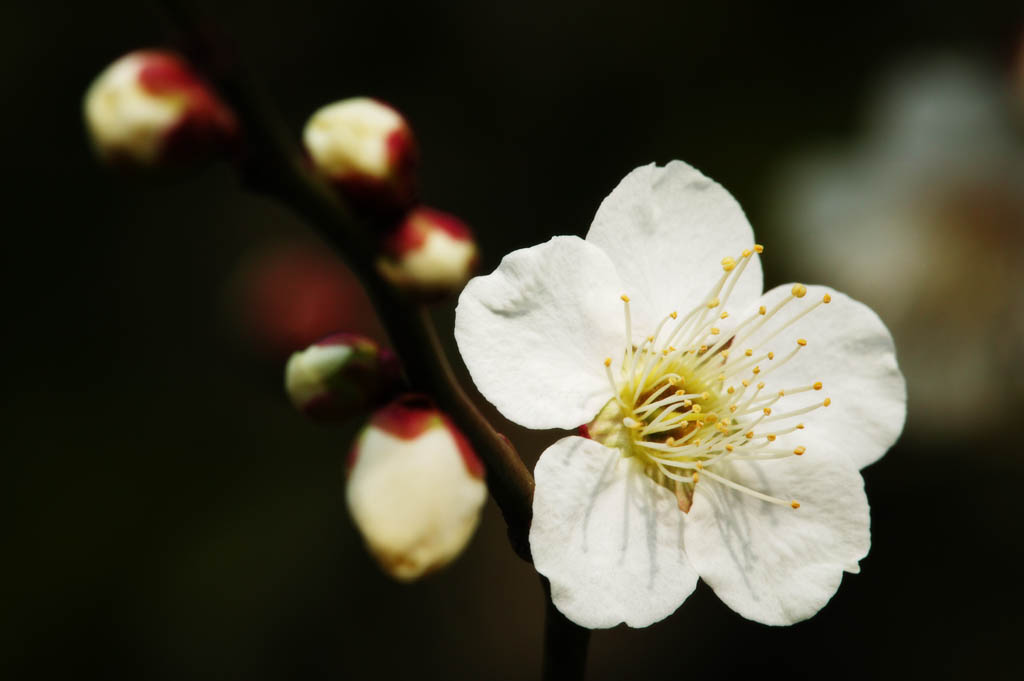 foto,tela,gratis,paisaje,fotografa,idea,Una flor de una ciruela, Blanco, Ciruela, , Ptalo