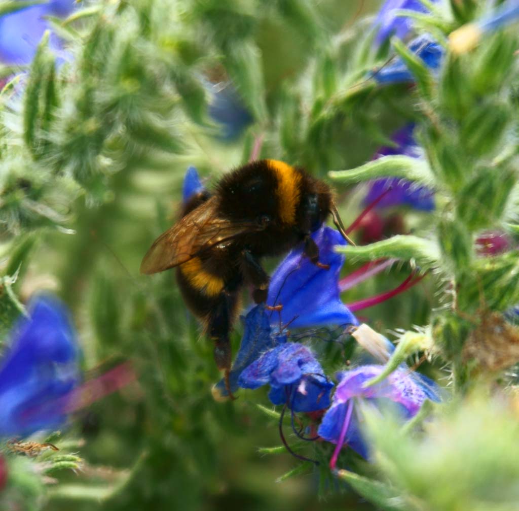 Foto, materieel, vrij, landschap, schilderstuk, bevoorraden foto,Wordt gestoken door een bee, , , , 