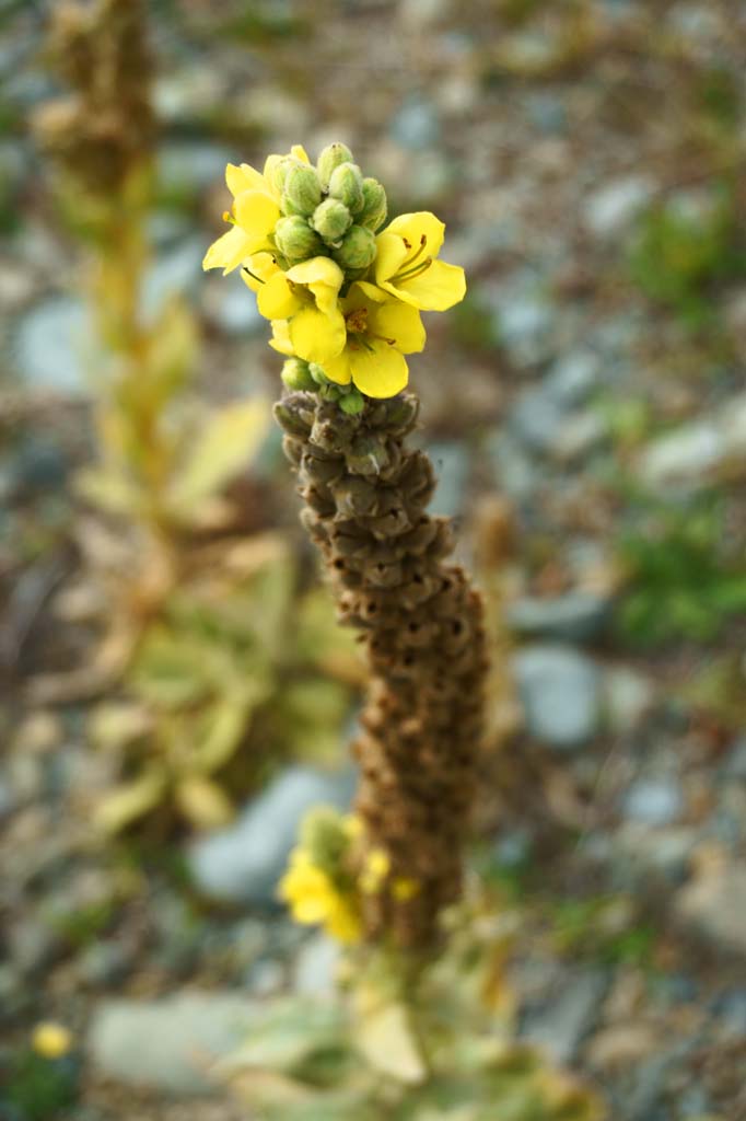 fotografia, materiale, libero il panorama, dipinga, fotografia di scorta,Fiori gialli, , , , 