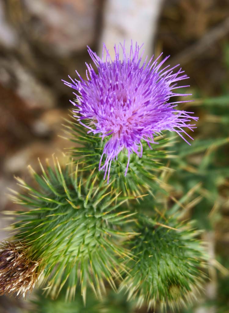 Foto, materiell, befreit, Landschaft, Bild, hat Foto auf Lager,Thistle, , , , 