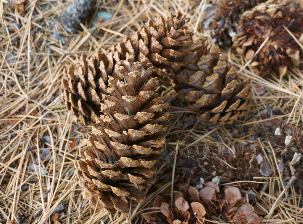 Foto, materieel, vrij, landschap, schilderstuk, bevoorraden foto,Pinecone, , , , 