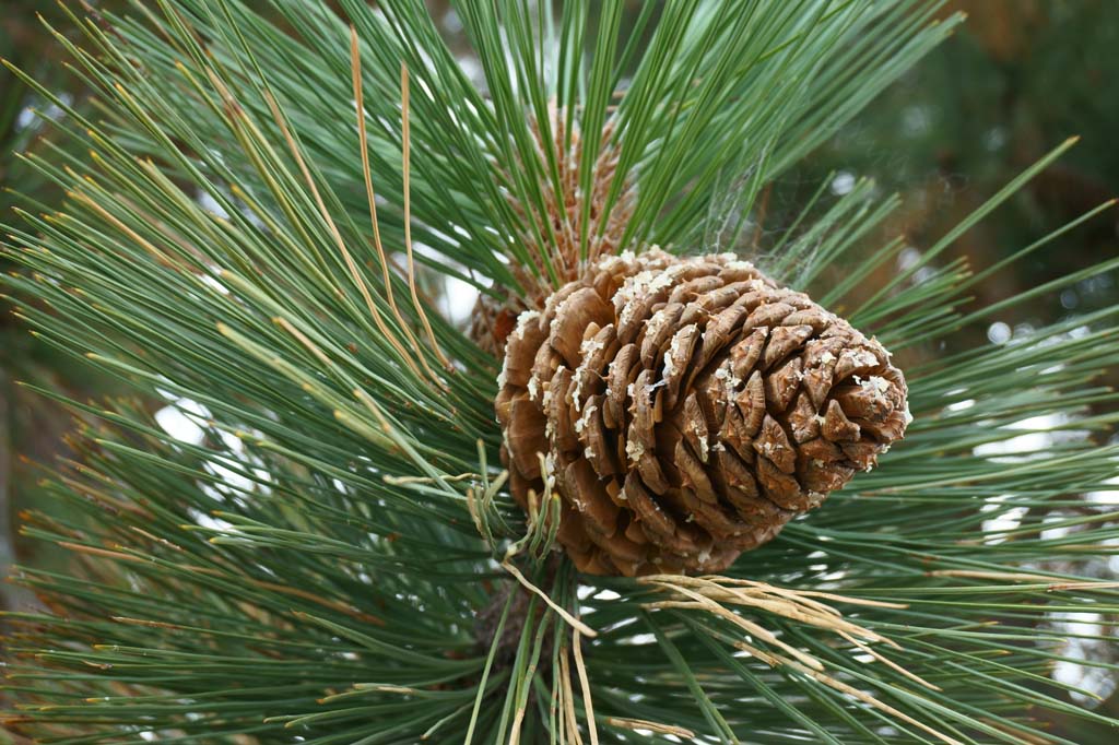 photo,material,free,landscape,picture,stock photo,Creative Commons,Pinecone, , , , 