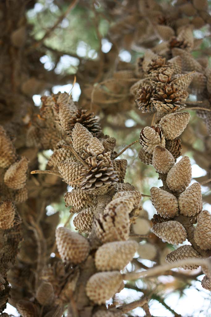 Foto, materieel, vrij, landschap, schilderstuk, bevoorraden foto,Pinecone, , , , 