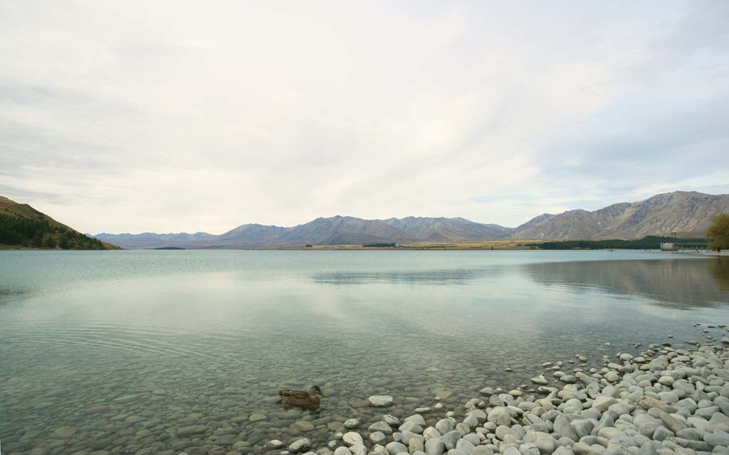 fotografia, material, livra, ajardine, imagine, proveja fotografia,Lago Tekapo, , , , 