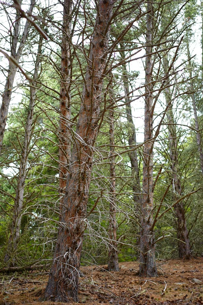 photo,material,free,landscape,picture,stock photo,Creative Commons,Withered branch of trees, , , , 