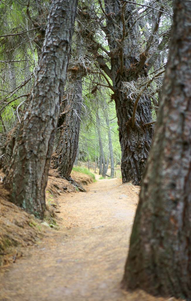 photo,material,free,landscape,picture,stock photo,Creative Commons,Mountain trail, , , , 