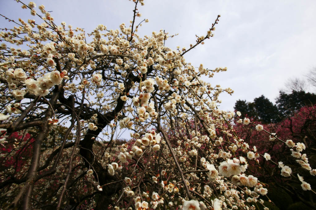 fotografia, materiale, libero il panorama, dipinga, fotografia di scorta,Un fiore della susina, Bianco, susina, , petalo