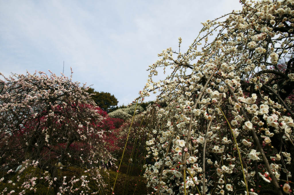 Foto, materiell, befreit, Landschaft, Bild, hat Foto auf Lager,Eine Pflaume in vollem Ruhm, Pflaumengarten, Pflaume, , Bltenblatt