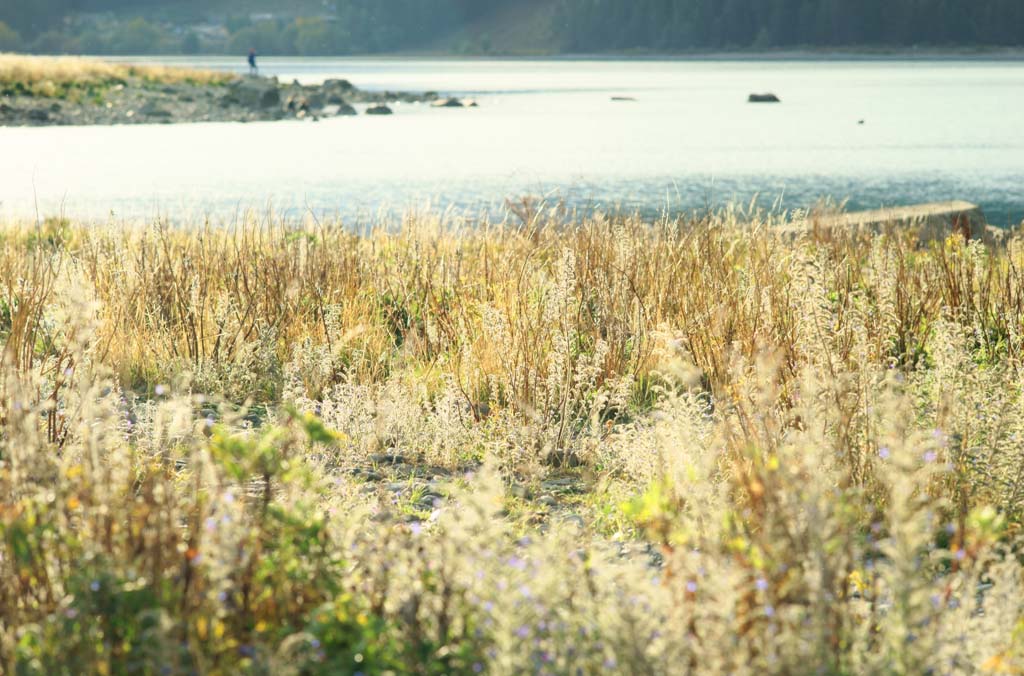 fotografia, materiale, libero il panorama, dipinga, fotografia di scorta,Lakeside, , , , 