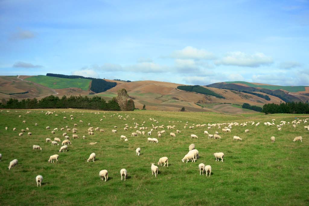 Foto, materiell, befreit, Landschaft, Bild, hat Foto auf Lager,Ranch, , , , 