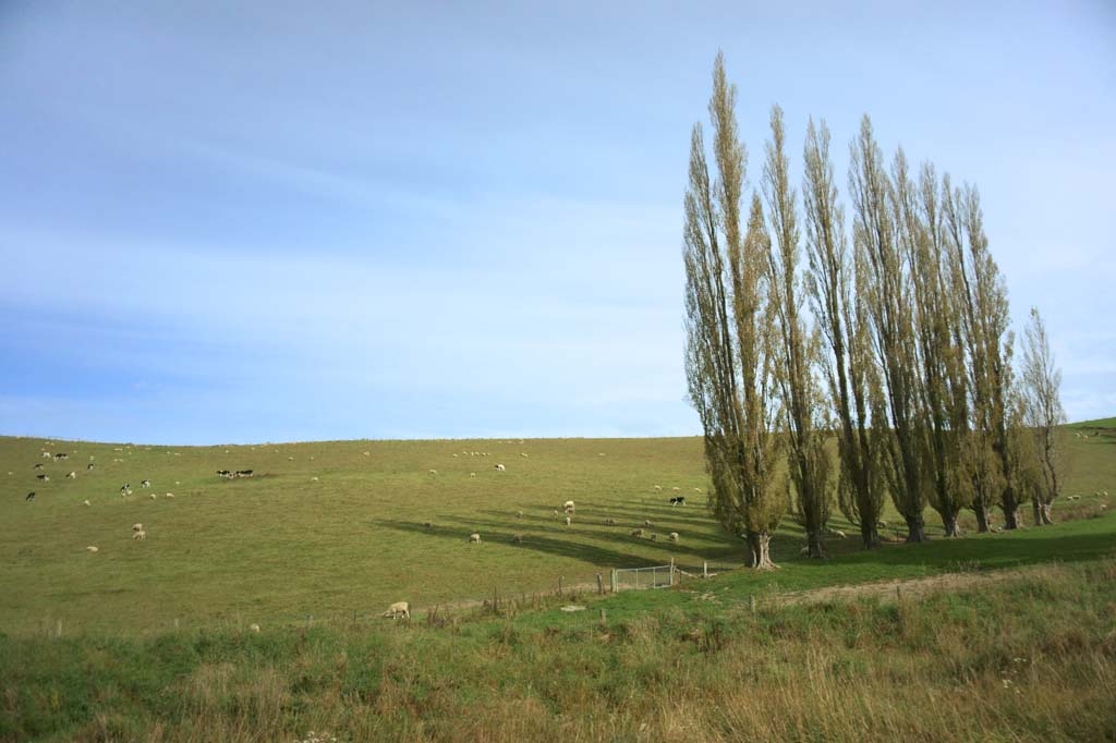 Foto, materieel, vrij, landschap, schilderstuk, bevoorraden foto,Ranch, , , , 