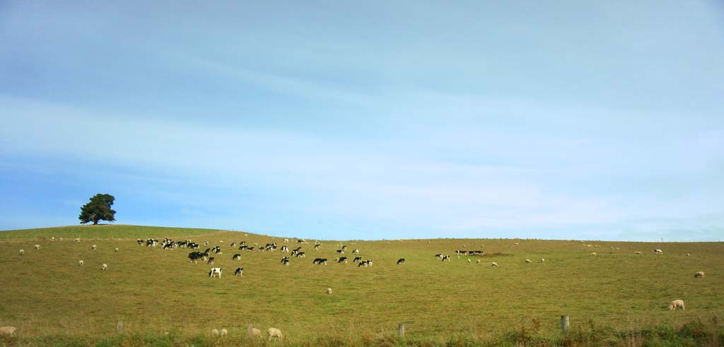 Foto, materiell, befreit, Landschaft, Bild, hat Foto auf Lager,Ranch, , , , 