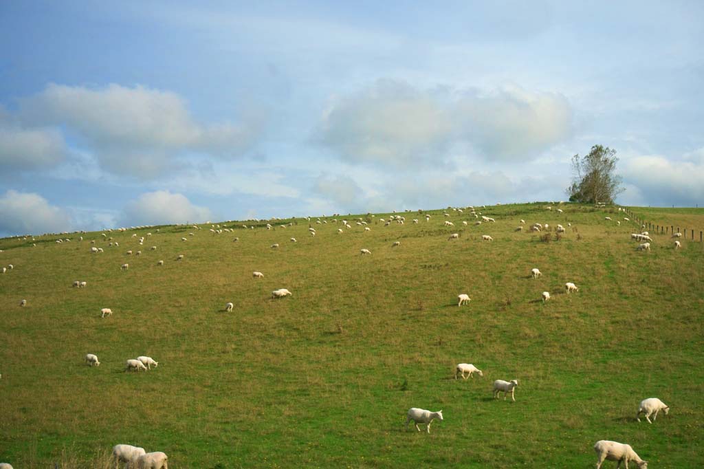 Foto, materieel, vrij, landschap, schilderstuk, bevoorraden foto,Ranch, , , , 