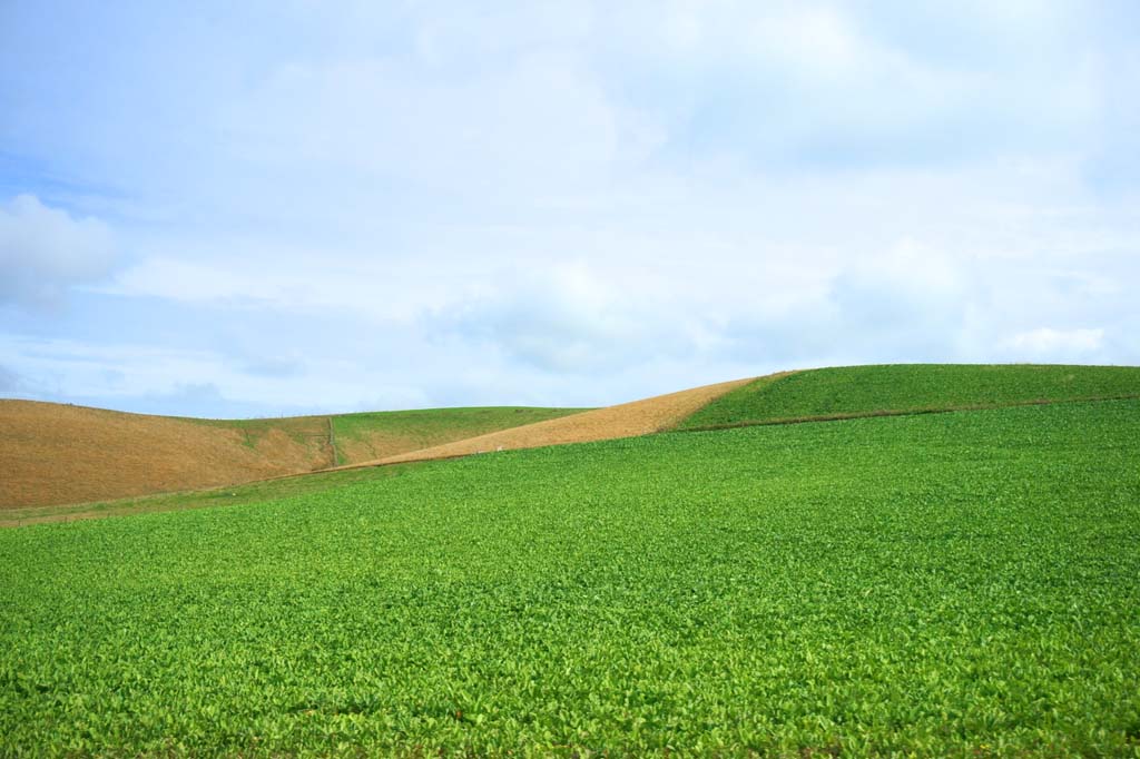 Foto, materieel, vrij, landschap, schilderstuk, bevoorraden foto,Ranch, , , , 