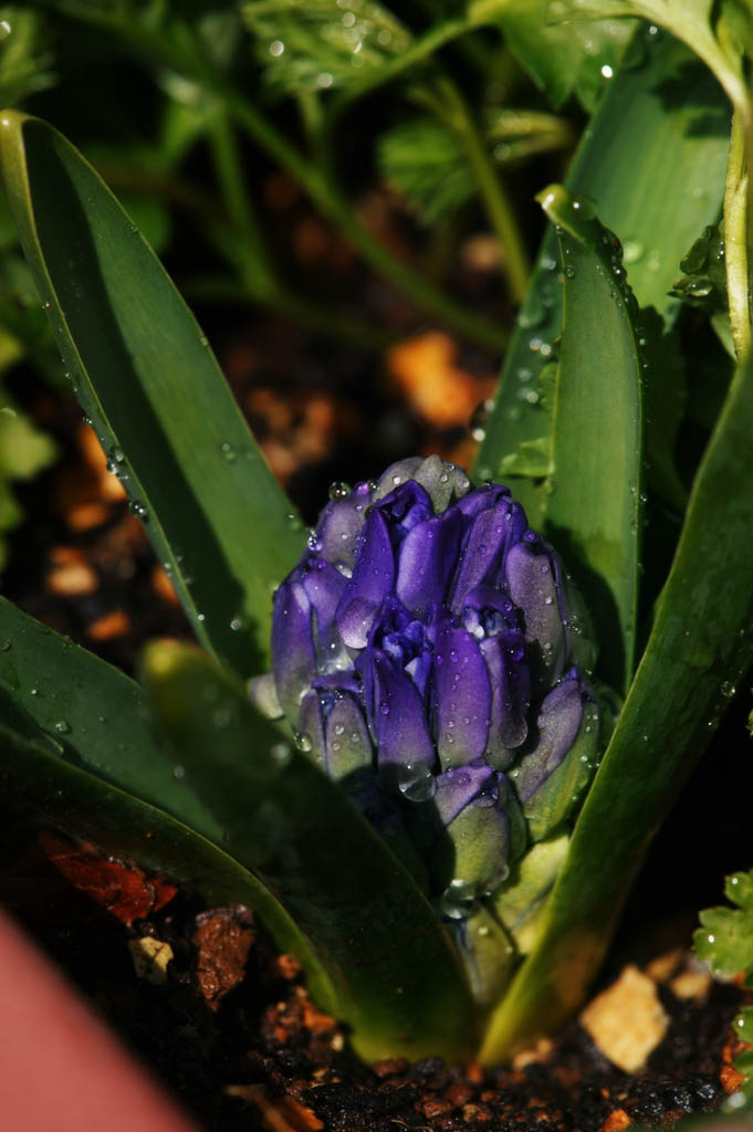 foto,tela,gratis,paisaje,fotografa,idea,Un botn de un jacinto, Color azul, Jacinto, , Botn