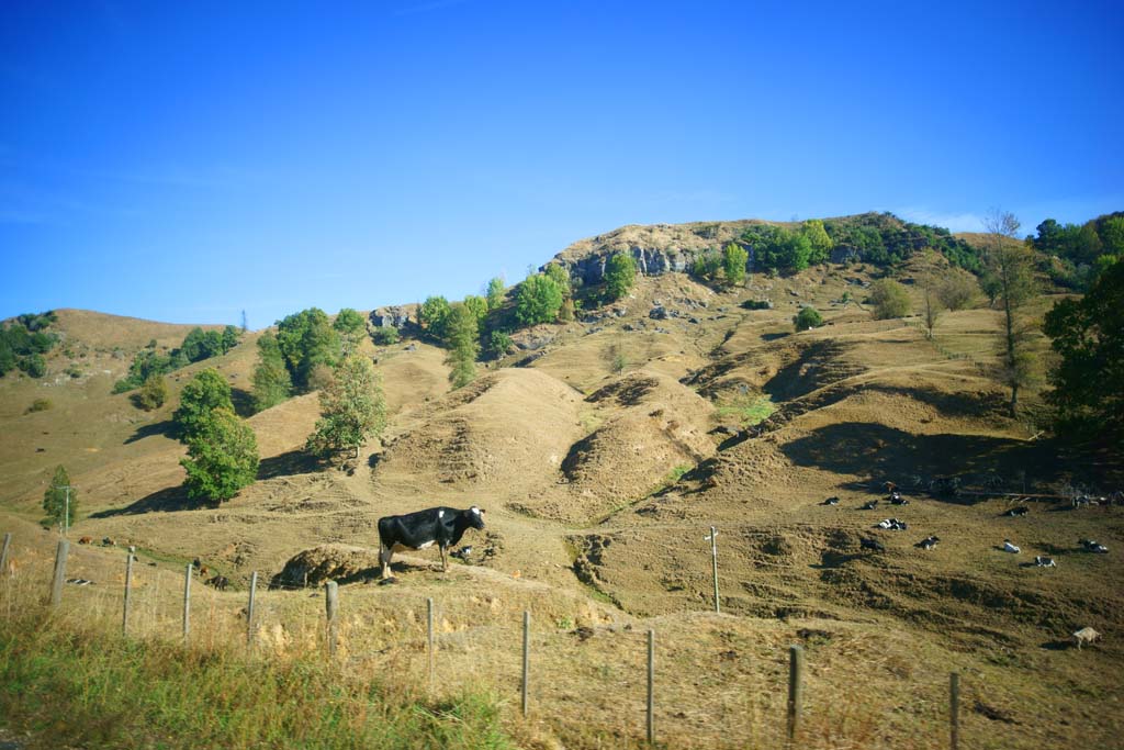 Foto, materiell, befreit, Landschaft, Bild, hat Foto auf Lager,Rotorua, , , , 