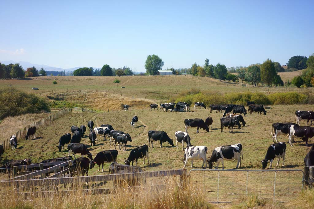 foto,tela,gratis,paisaje,fotografa,idea,Vacas, , , , 