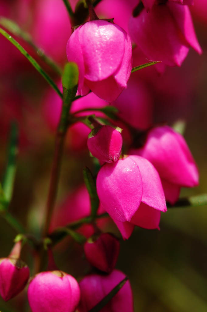 photo,material,free,landscape,picture,stock photo,Creative Commons,A pink floret, I am deep red, Pink, bud, petal