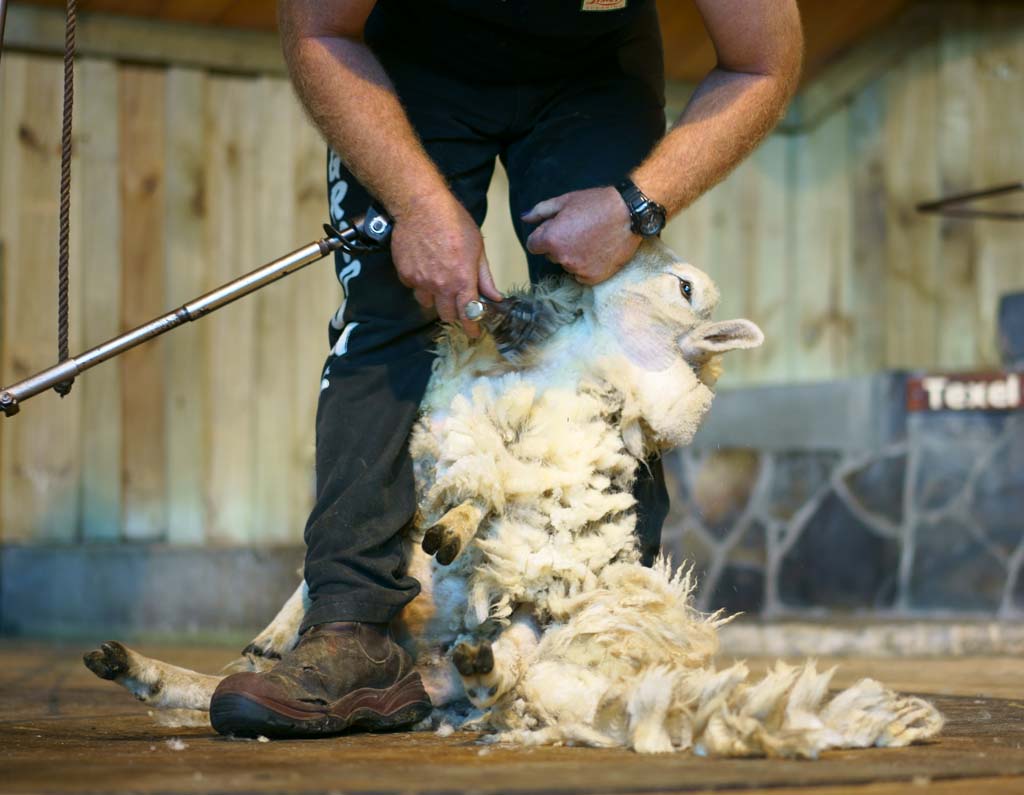 Foto, materieel, vrij, landschap, schilderstuk, bevoorraden foto,Schapen scheren, , , , 