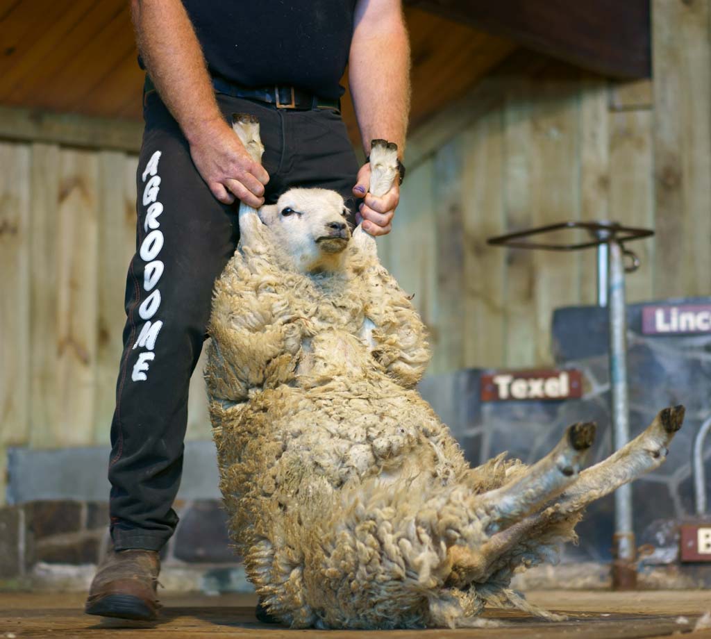 photo,material,free,landscape,picture,stock photo,Creative Commons,Sheep shearing, , , , 