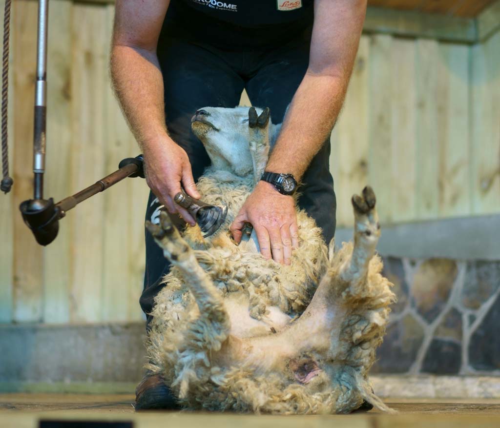 photo,material,free,landscape,picture,stock photo,Creative Commons,Sheep shearing, , , , 