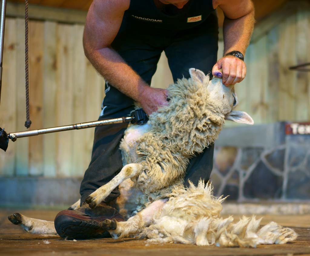 Foto, materieel, vrij, landschap, schilderstuk, bevoorraden foto,Schapen scheren, , , , 