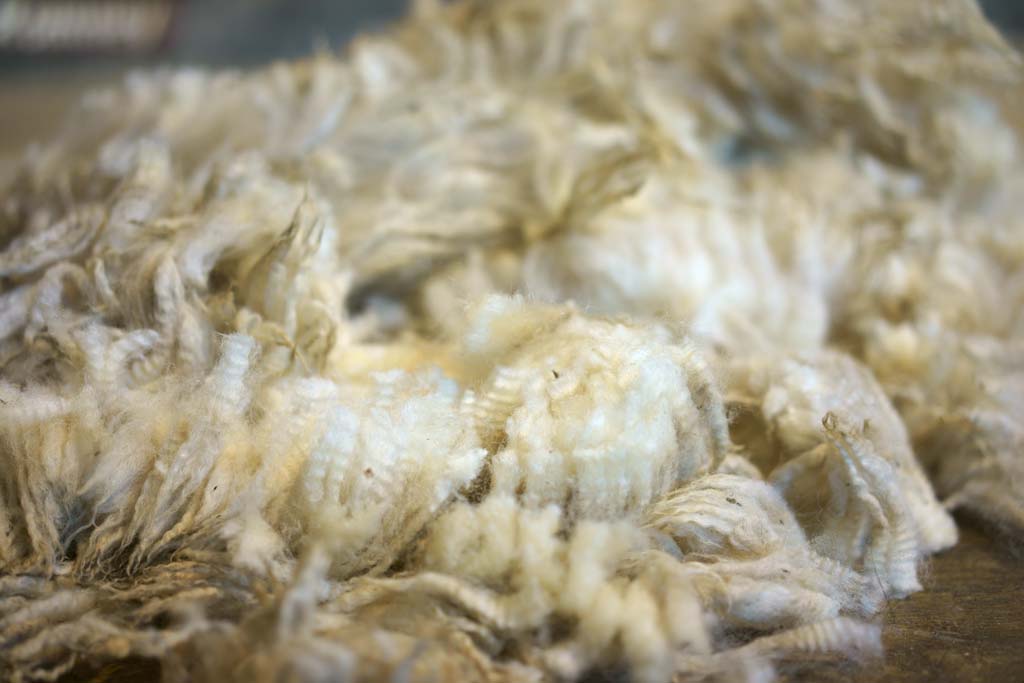 photo,material,free,landscape,picture,stock photo,Creative Commons,Sheep shearing, , , , 