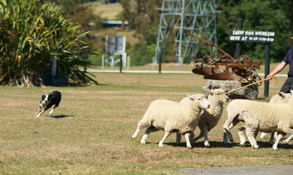 Foto, materieel, vrij, landschap, schilderstuk, bevoorraden foto,Schapen honden bij schapen, , , , 