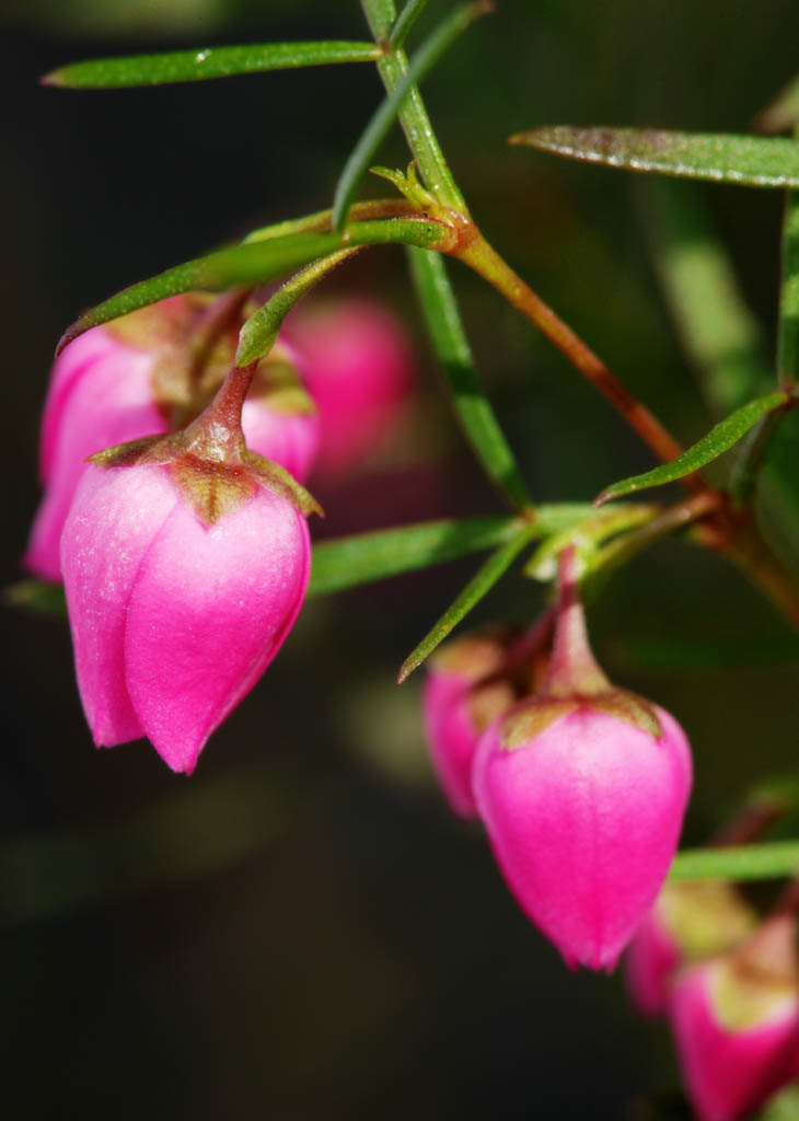 photo,material,free,landscape,picture,stock photo,Creative Commons,A pink floret, I am deep red, Pink, bud, petal