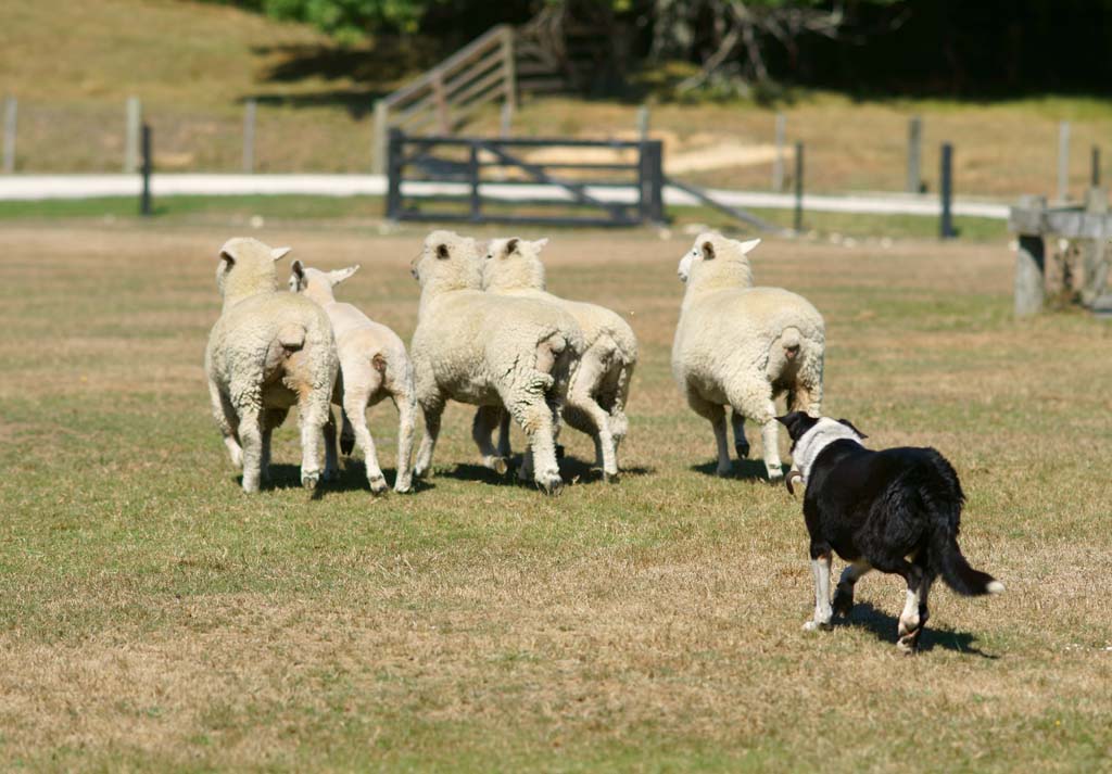 Foto, materieel, vrij, landschap, schilderstuk, bevoorraden foto,Schapen, , , , 