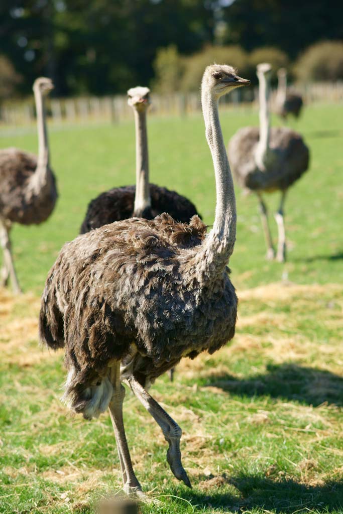photo,material,free,landscape,picture,stock photo,Creative Commons,Ostrich, , , , 