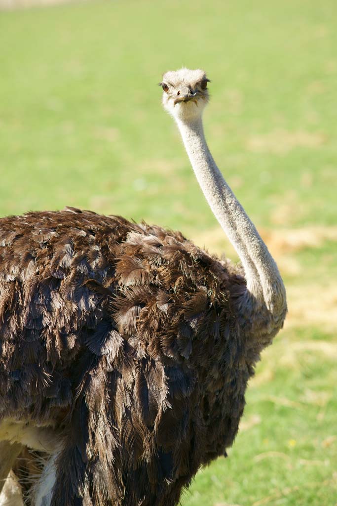 photo,material,free,landscape,picture,stock photo,Creative Commons,Ostrich, , , , 