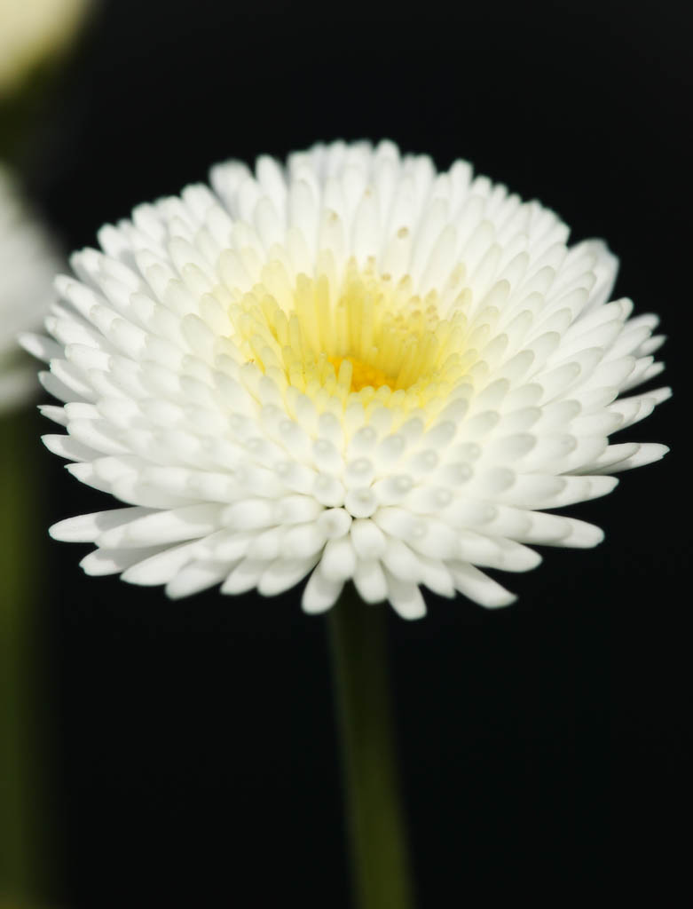 photo,material,free,landscape,picture,stock photo,Creative Commons,Up of Daisy, White, Daisy, flower, petal