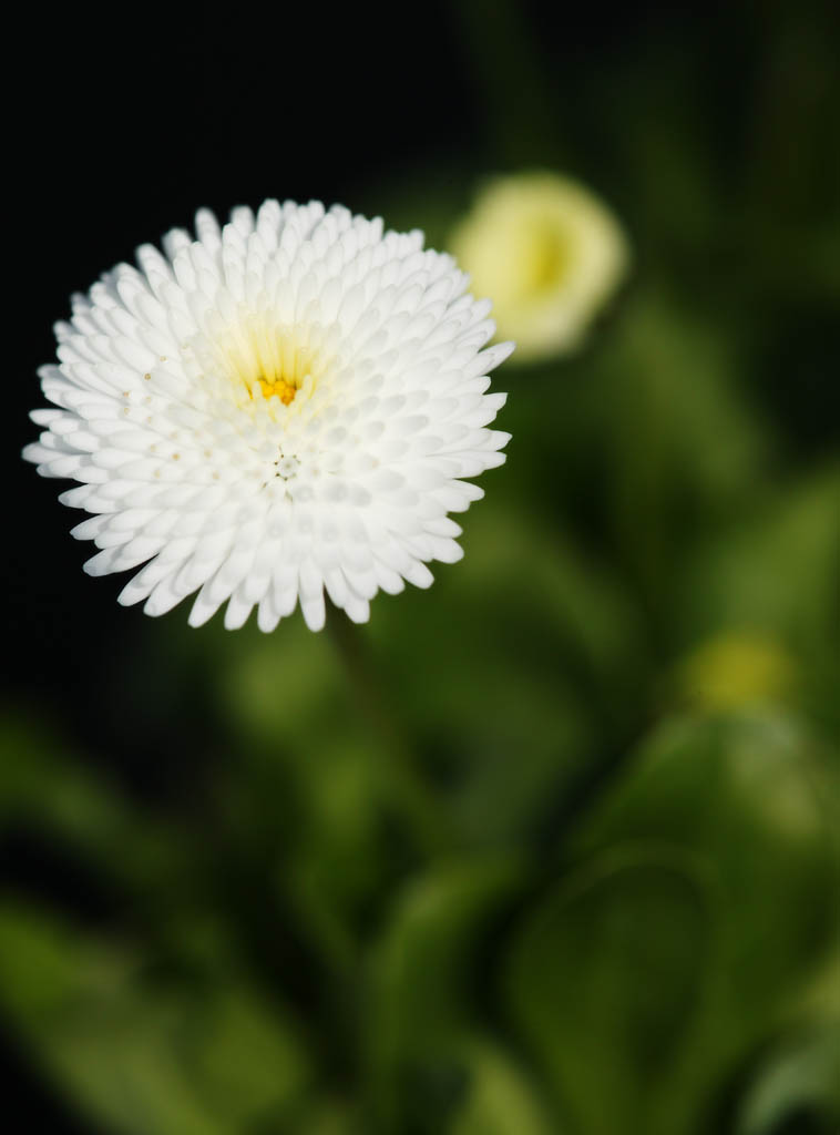 Foto, materieel, vrij, landschap, schilderstuk, bevoorraden foto,Wit Madeliefje, Blanke, Madeliefje, Bloem, Kroonblad