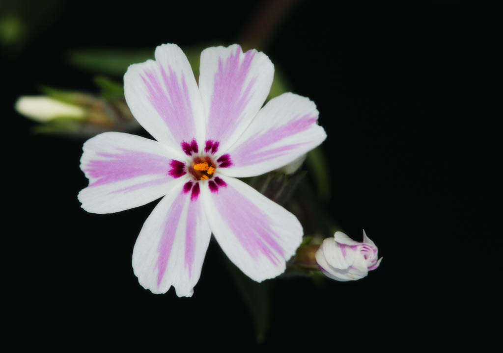 photo,material,free,landscape,picture,stock photo,Creative Commons,A white rouge ground pink, White, I am deep red, flower, ground pink