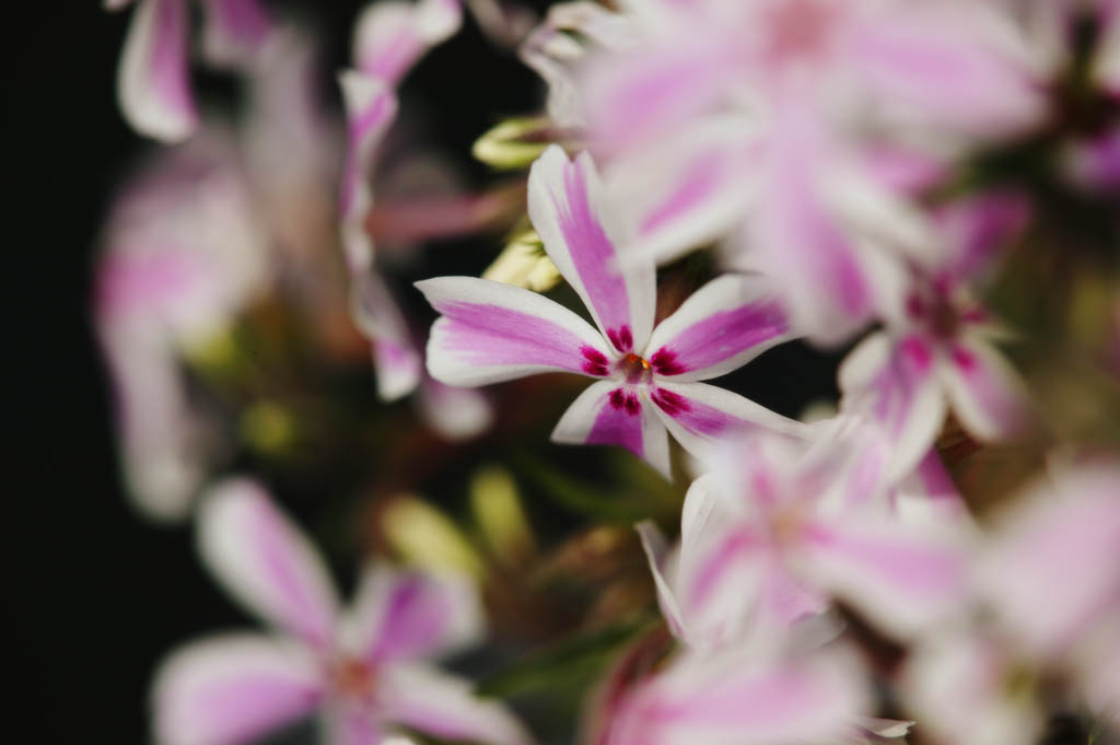 fotografia, material, livra, ajardine, imagine, proveja fotografia,Um ruge branco fundamentou rosa, Branco, Eu sou profundamente vermelho, flor, cho rosa