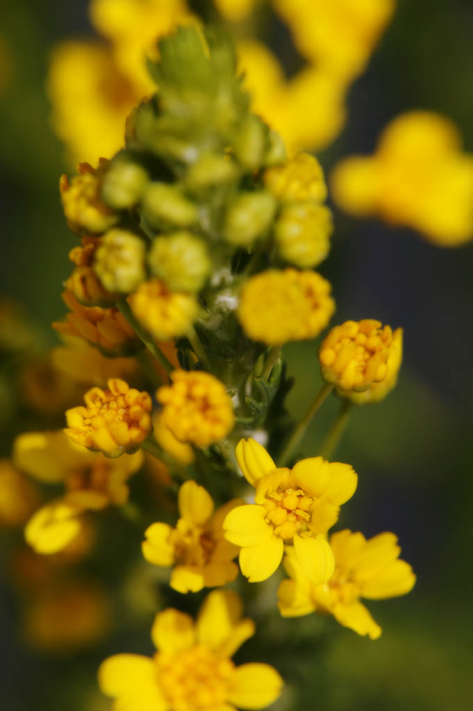 photo, la matire, libre, amnage, dcrivez, photo de la rserve,Un fleuron jaune, Jaune, fleuron, bourgeon, ptale