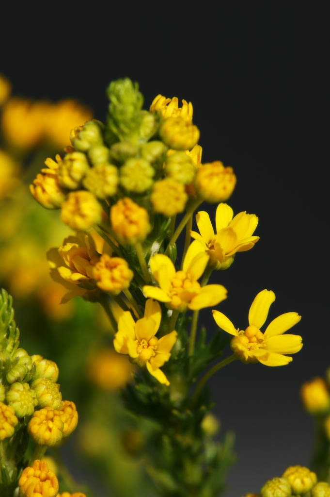 Foto, materieel, vrij, landschap, schilderstuk, bevoorraden foto,Een gele bloem, Geel, Bloem, Knop, Kroonblad