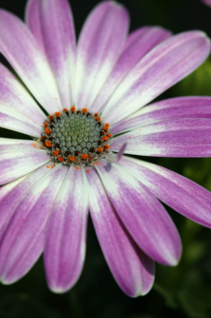 Foto, materiell, befreit, Landschaft, Bild, hat Foto auf Lager,Purpurrote Blume und Pollen, Wei, Ich bin purpurrot, Pollen, Bltenblatt